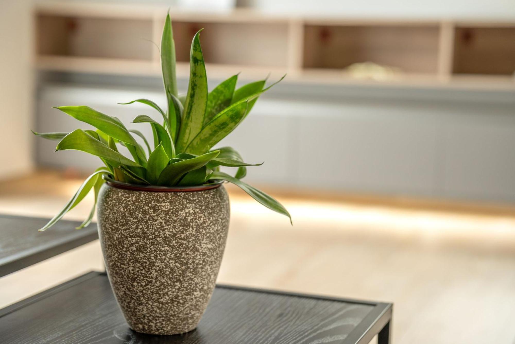 Magnolia Luxury Chania Central Apartments Ngoại thất bức ảnh